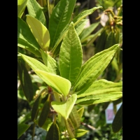 Rhododendron arborescent - Rhododendron arboreum (03)